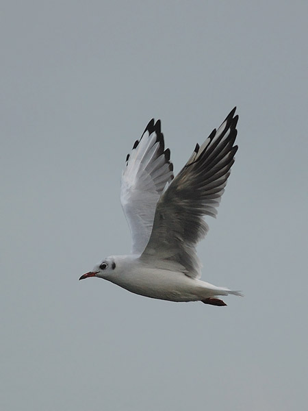 Naurulokki, Black-headed Gull, Larus ridibundus